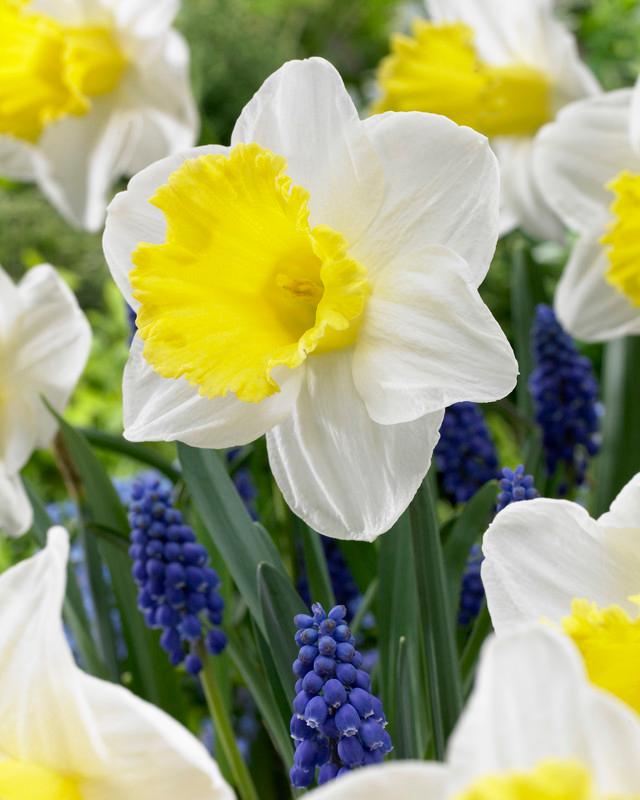 Narcissi Large Cupped 'Holland Sensation' Daffodil from ADR Bulbs