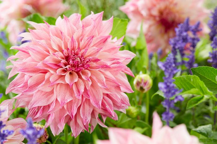Dahlia Dinnerplate 'Cafe au Lait Royal' (Ships in Spring) Dahlia from