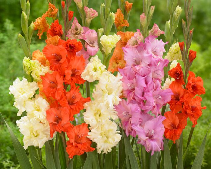 Gladiolus Large Flowering 'Frizzle Mix' (Ships in Spring) Gladiolus