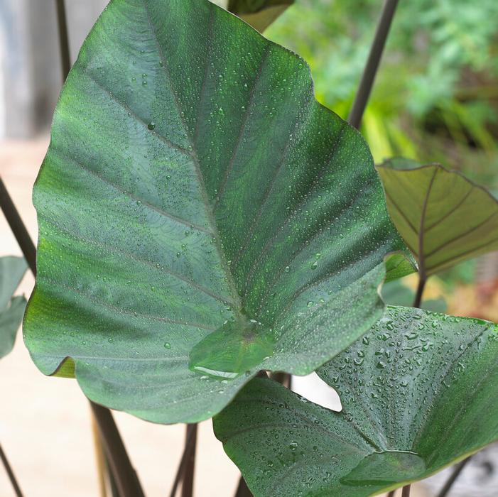 Colocasia Esculenta 'Tea Cup' (Ships in Spring) Elephant Ear from ADR Bulbs