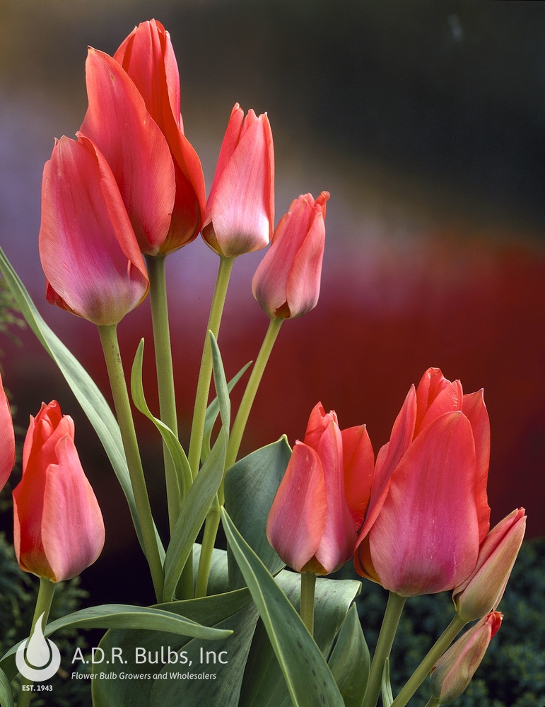 Tulipa bunch flowering 'Toronto' Tulip from ADR Bulbs