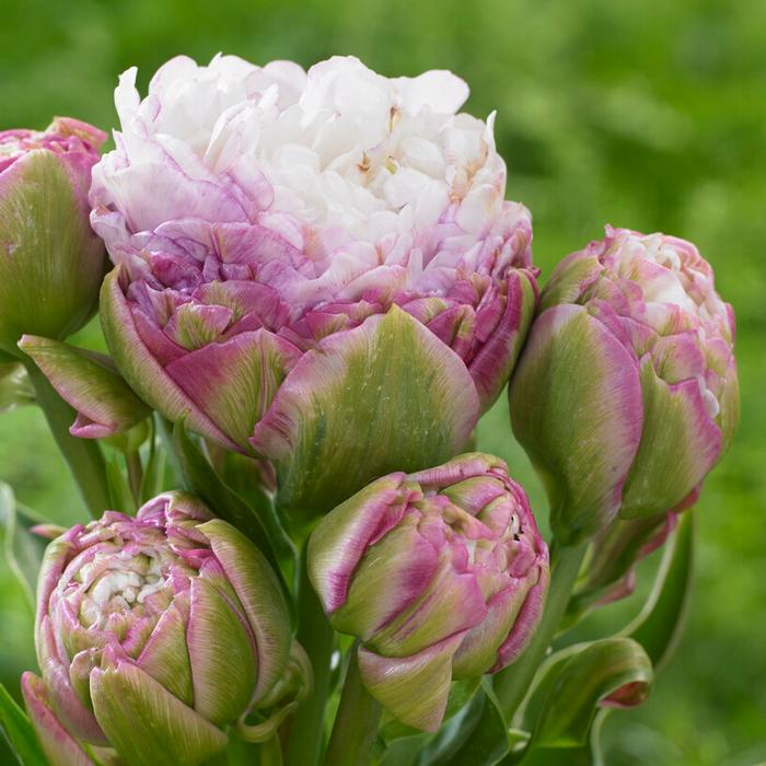 Tulipa Double Late 'Peggy Wonder' (Limited Availability) from ADR Bulbs