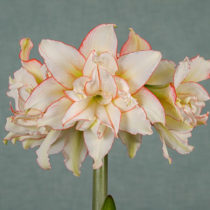 Amaryllis South African 'Harlequin' Amaryllis from ADR Bulbs
