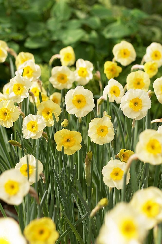 Narcissi miniature 'Sun Disc' Daffodil from ADR Bulbs
