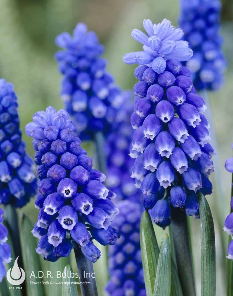 Muscari Dark Eyes Grape Hyacinth from ADR Bulbs
