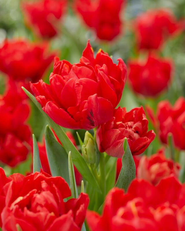 Tulipa double early 'Abba' Tulip from ADR Bulbs