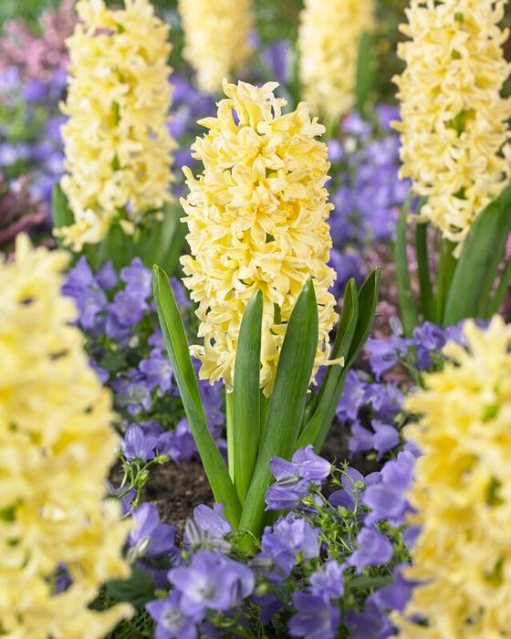 Hyacinthus Orientalis 'Gypsy Princess' Hyacinth from ADR Bulbs