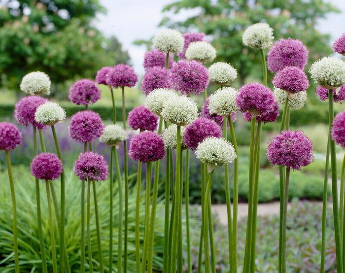 Allium Giant 'Mixture' Ornamental Onion from ADR Bulbs