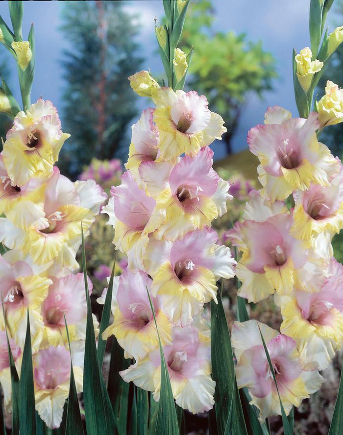 Gladiolus Large Flowering collection 175 (Ships in Spring) Gladiolus