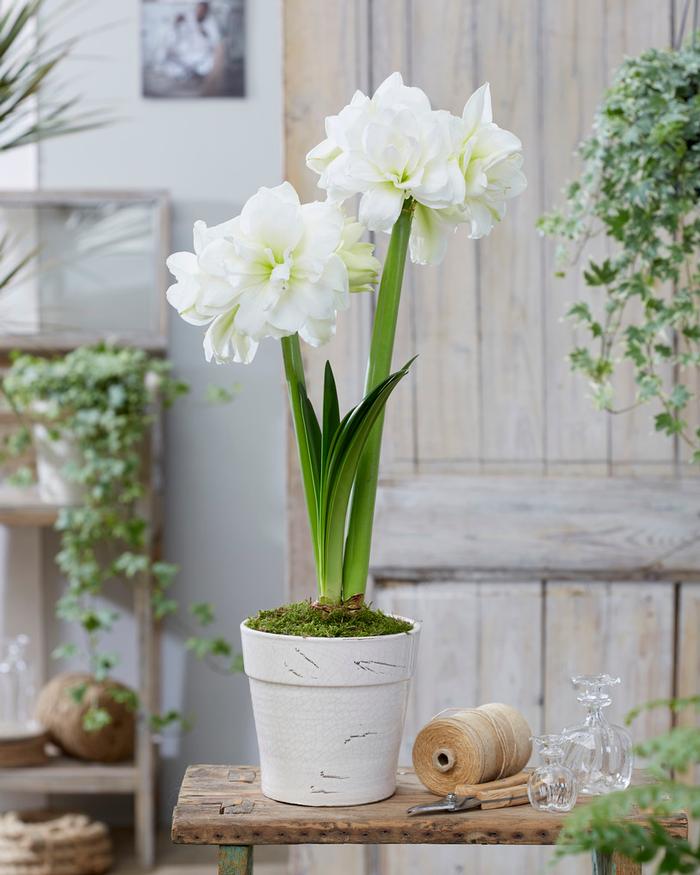 Amaryllis South African 'Alfresco' Amaryllis from ADR Bulbs