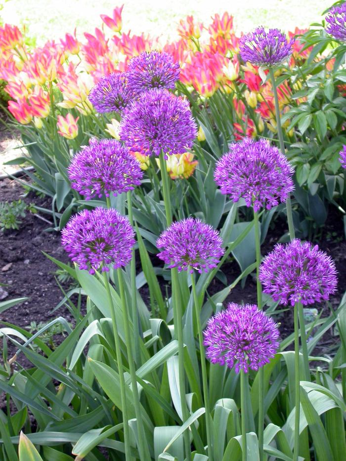 Allium tall 'Purple Sensation' Ornamental Onion from ADR Bulbs