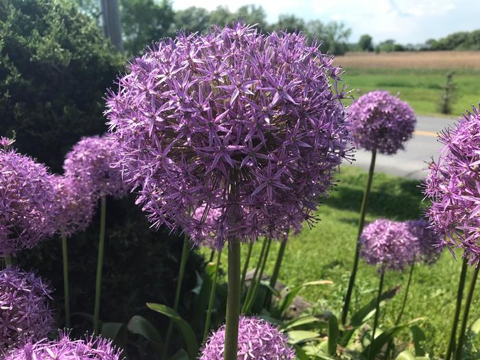Allium giant 'Globemaster' Ornamental Onion from ADR Bulbs