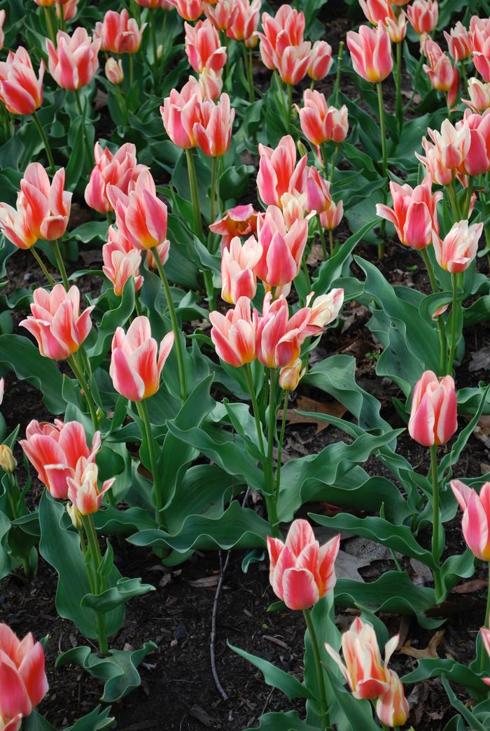Tulipa Bunch Flowering 'Quebec' Tulip from ADR Bulbs