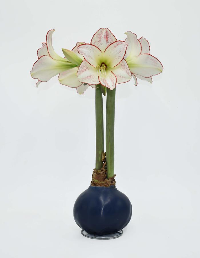 Amaryllis Assorted 'Waxed Amaryllis' Amaryllis from ADR Bulbs