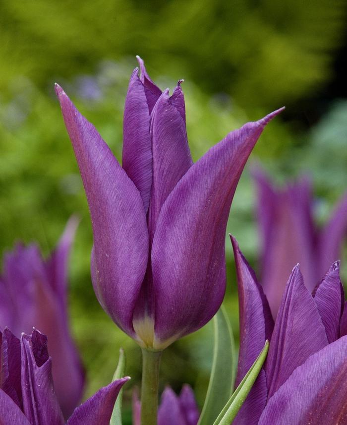 Tulipa Lily Flowering 'Purple Dream' Tulip from ADR Bulbs