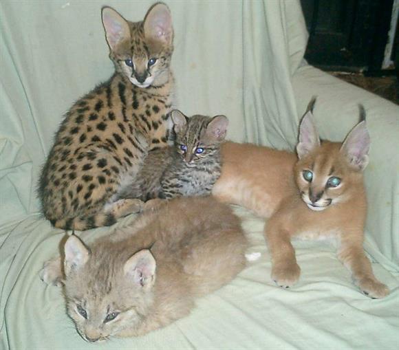 Acquire exotic pets online Parrots and kittens Buy now Adslane