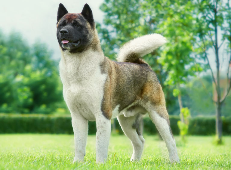Best Guard Dog Breeds Which Breeds Can You Trust