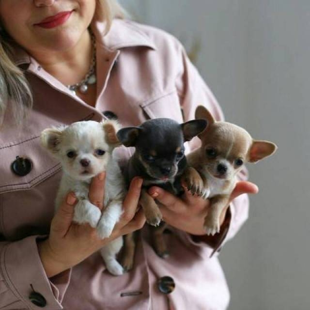 Lucky Star Chihuahuas Home