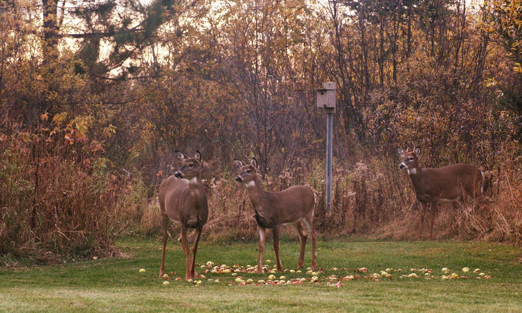 Planting Fruit Trees for Deer • Advanced Hunter