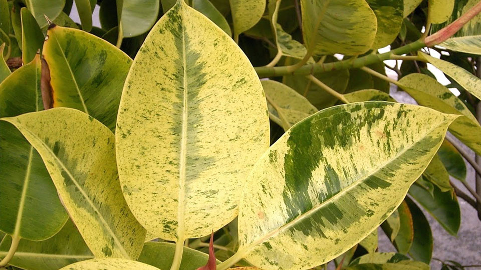 Fixing Hydroponic Nutrient Deficiencies in your Garden