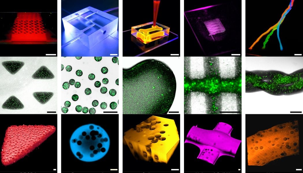 Tiny Bricks of Single Cells for 3D Synthetic Tissue Advanced Science News