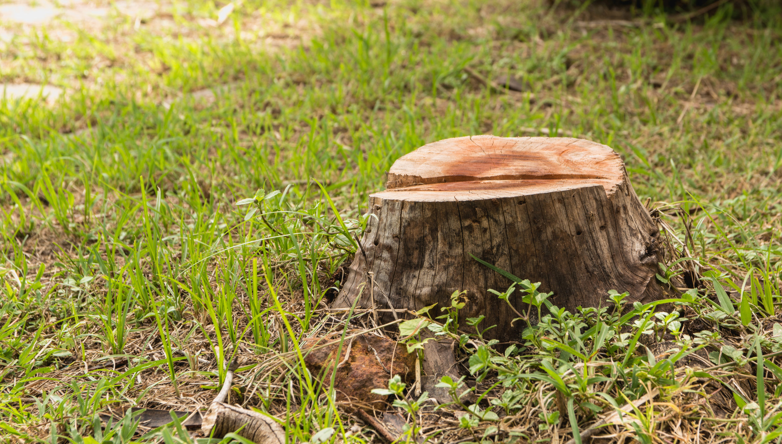 Stump on green grass in the garden. Old tree stump in the summer park