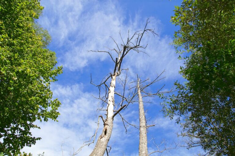 3 Signs That Your Trees Are Dying Advanced Tree & Shrub Care, Inc.