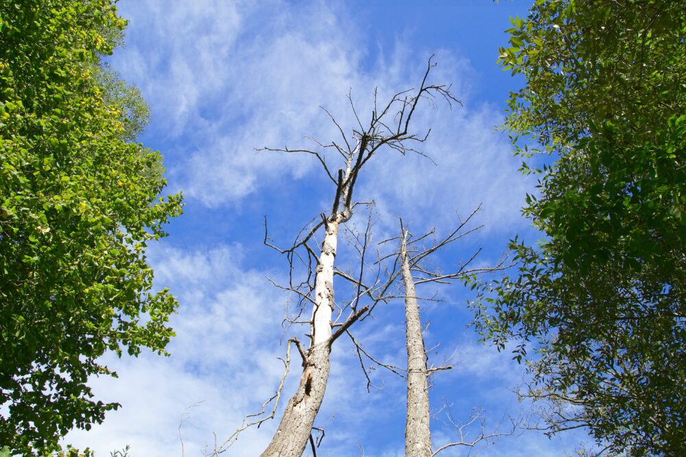 3 Signs That Your Trees Are Dying Advanced Tree & Shrub Care, Inc.