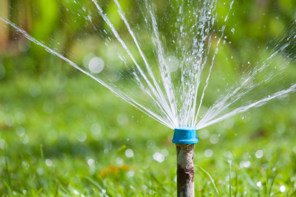 Essential Tree Watering Tips for North Texas