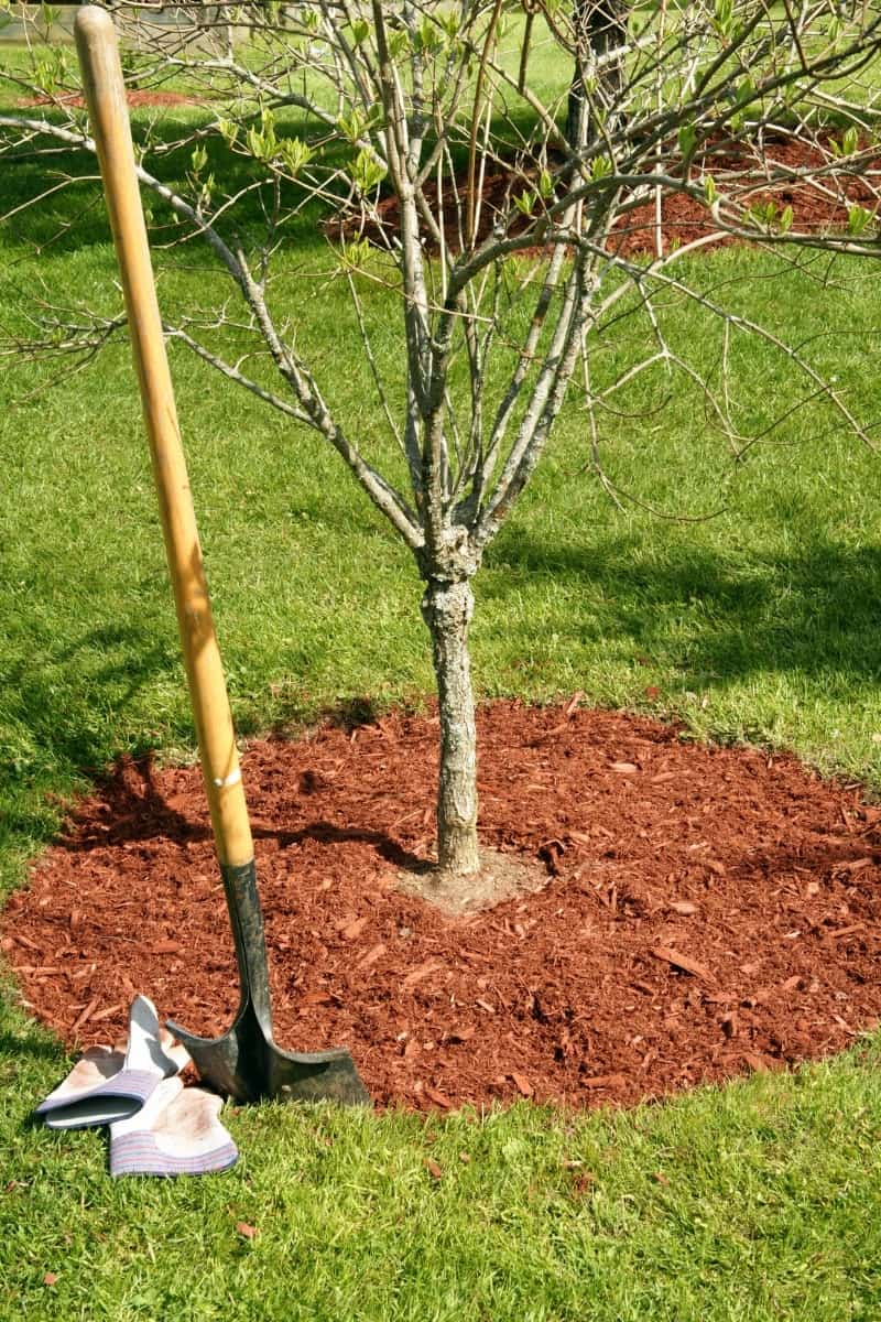 Mulching Advanced Tree Lopping