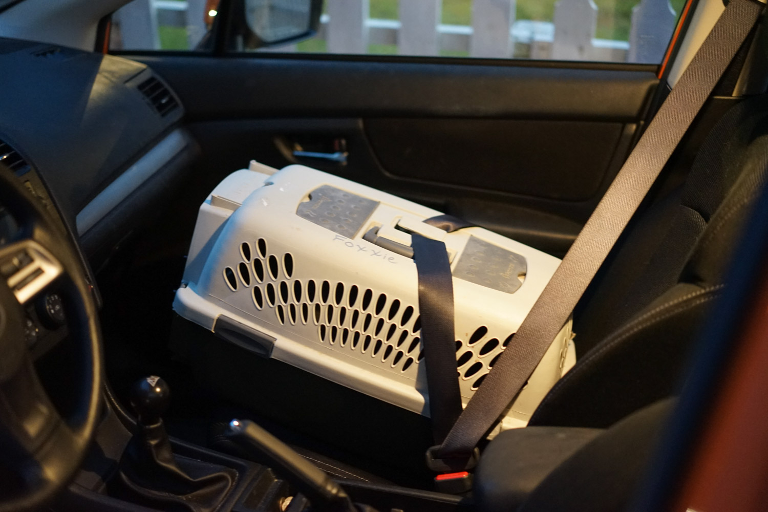 How to travel with your cat Adventure Cats