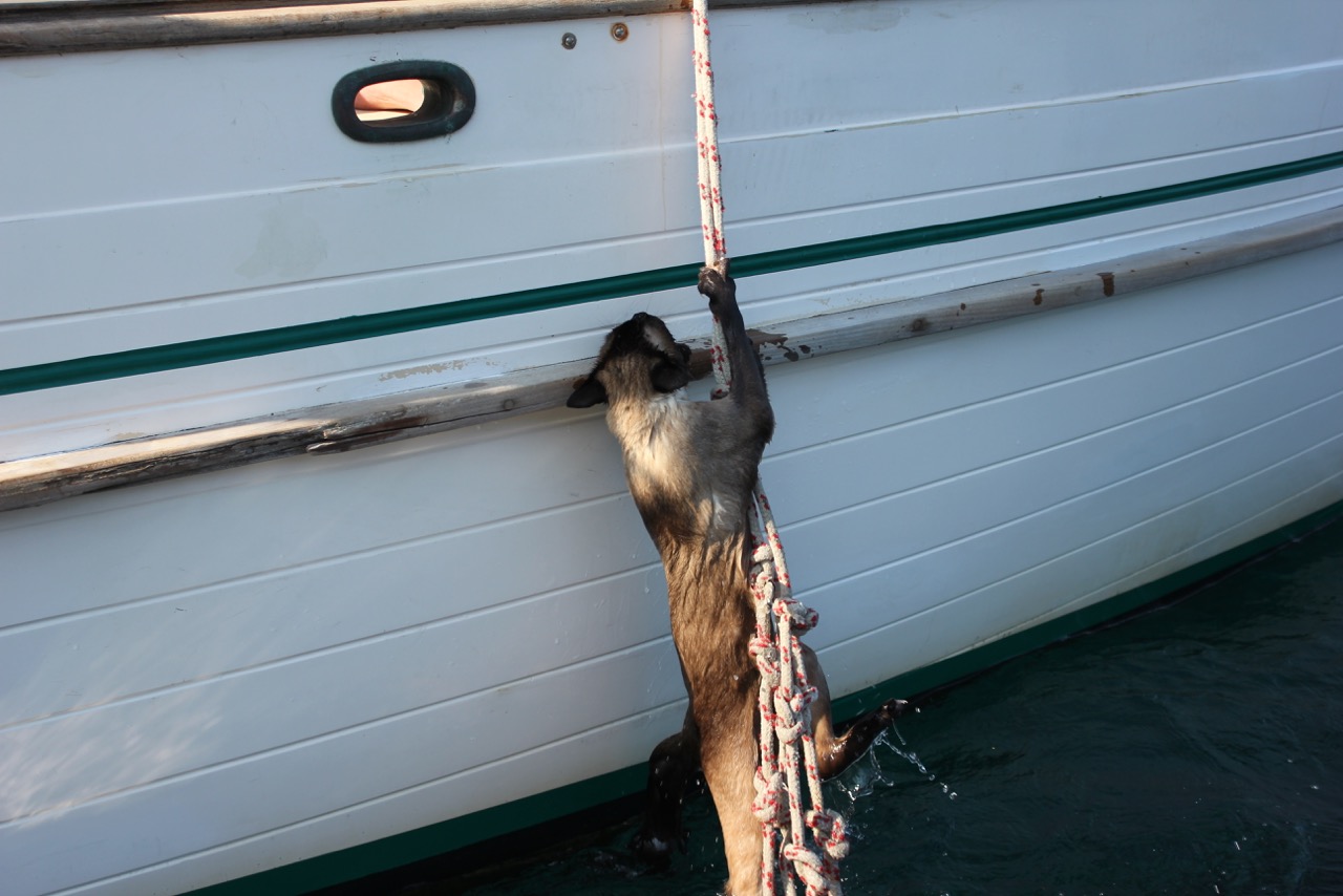 Meet Bailey Boat Cat Feline admiral with a French passport