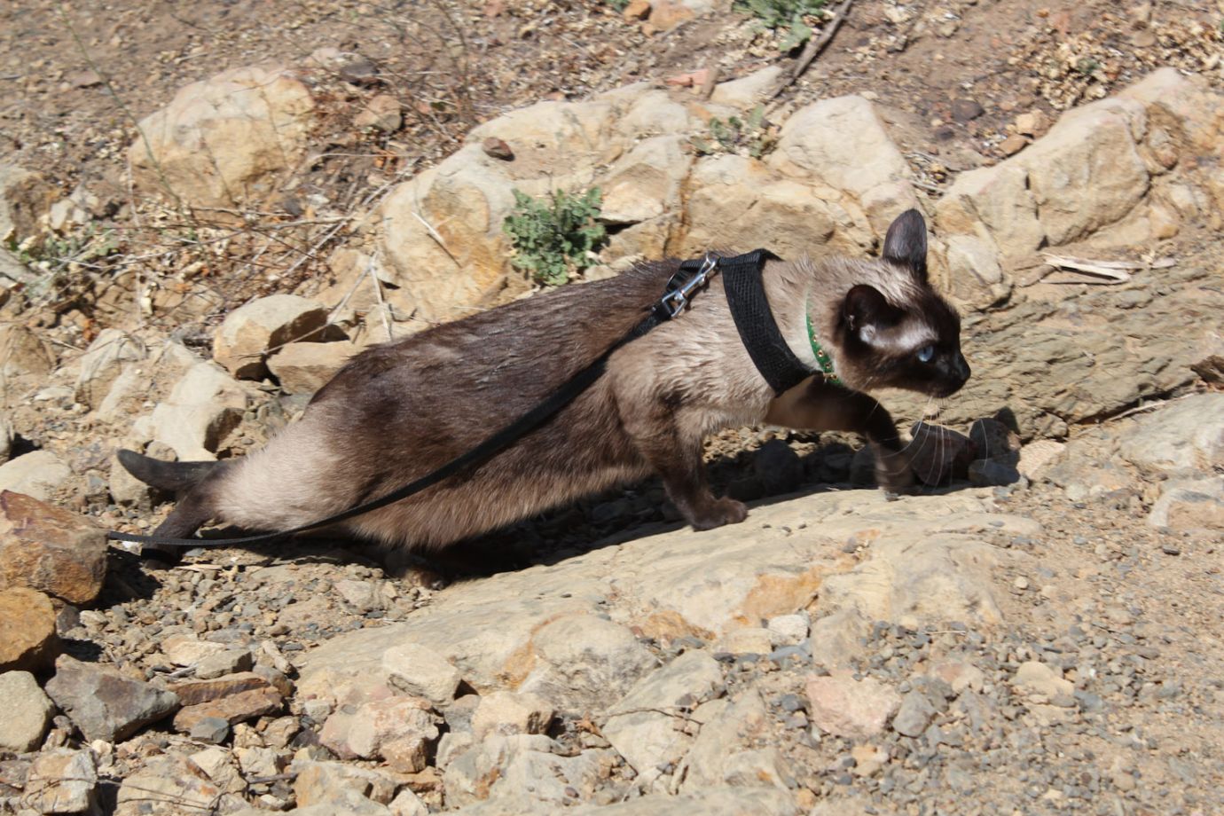 California kitty hikes the Hollywood Hills Adventure Cats