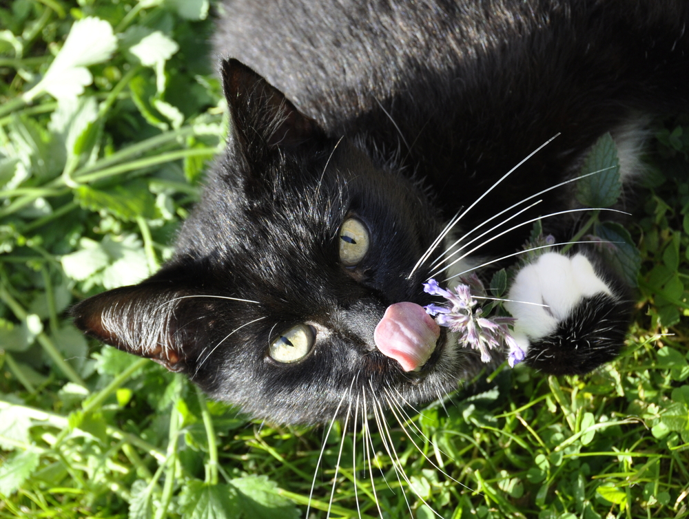 How to forage for wild catnip