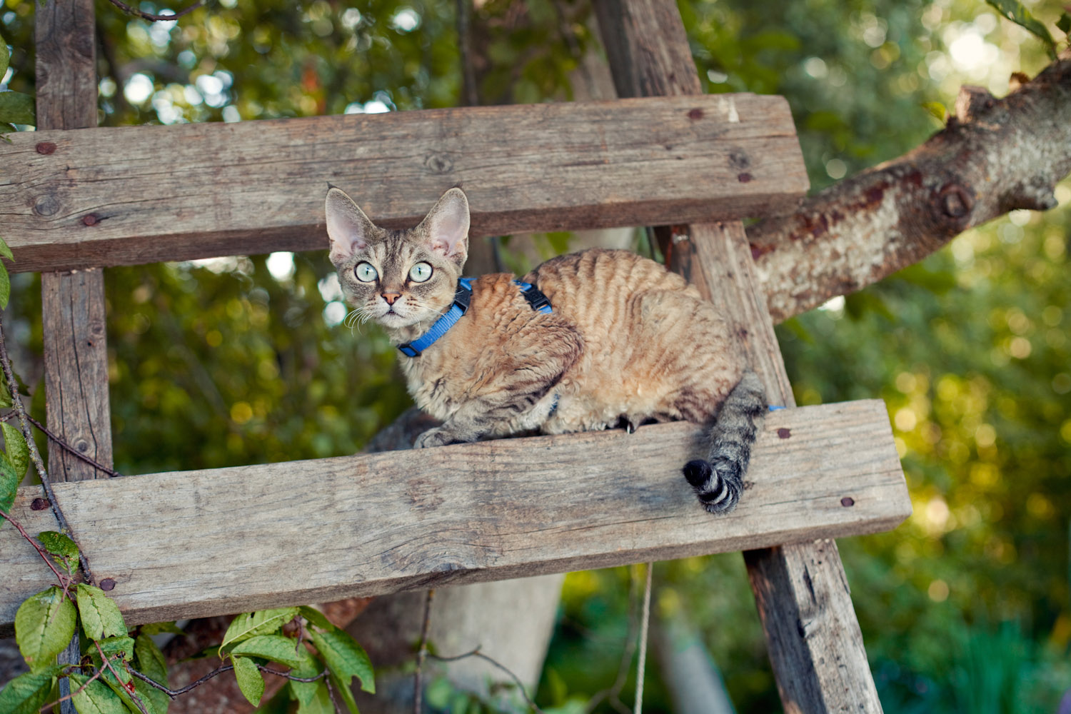 How to create a catfriendly garden Adventure Cats