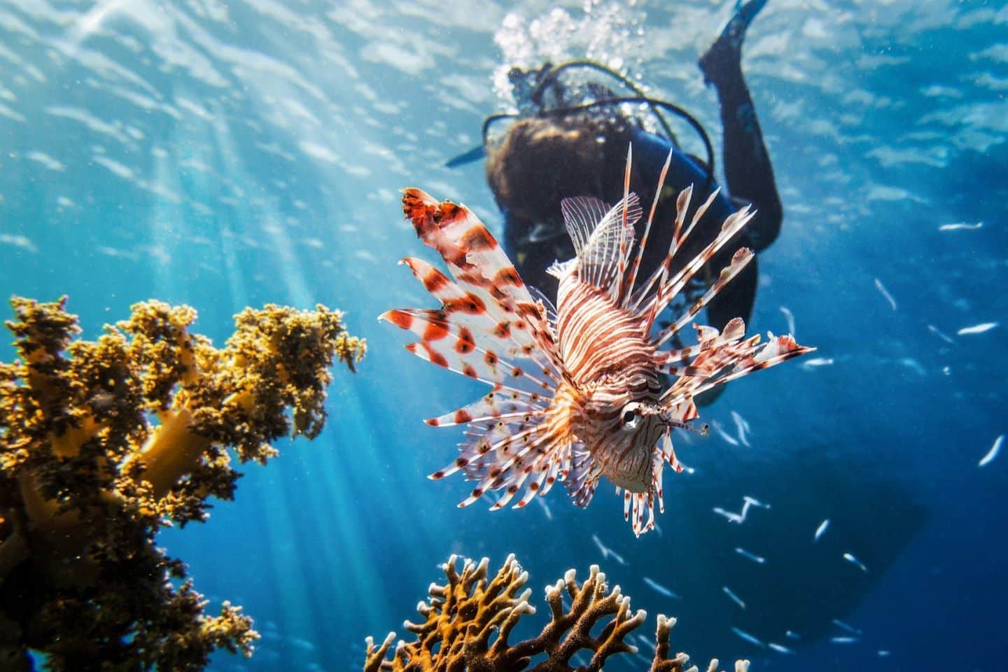 Best Diving in the World An Indepth Guide for Dive Enthusiasts