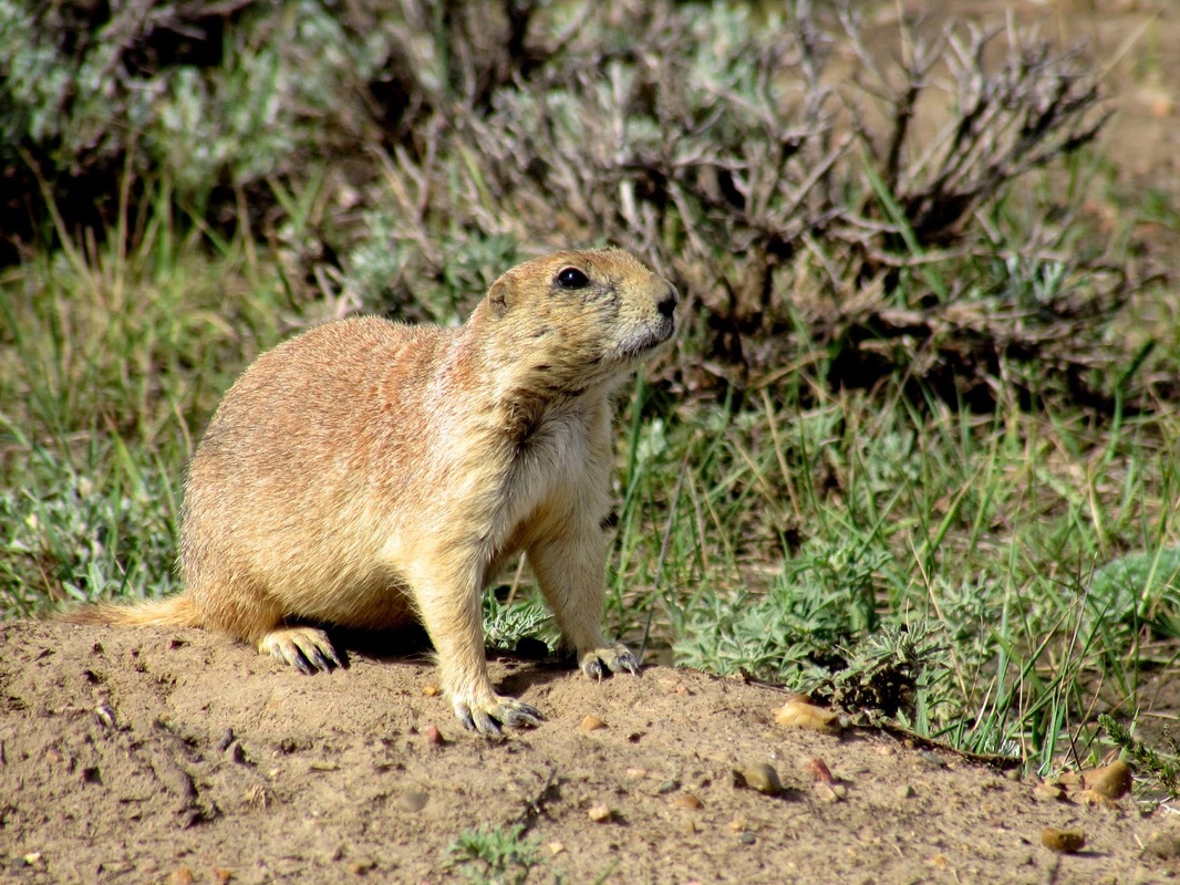 Landmark Long Live the Prairie Dogs! Adventure Scientists