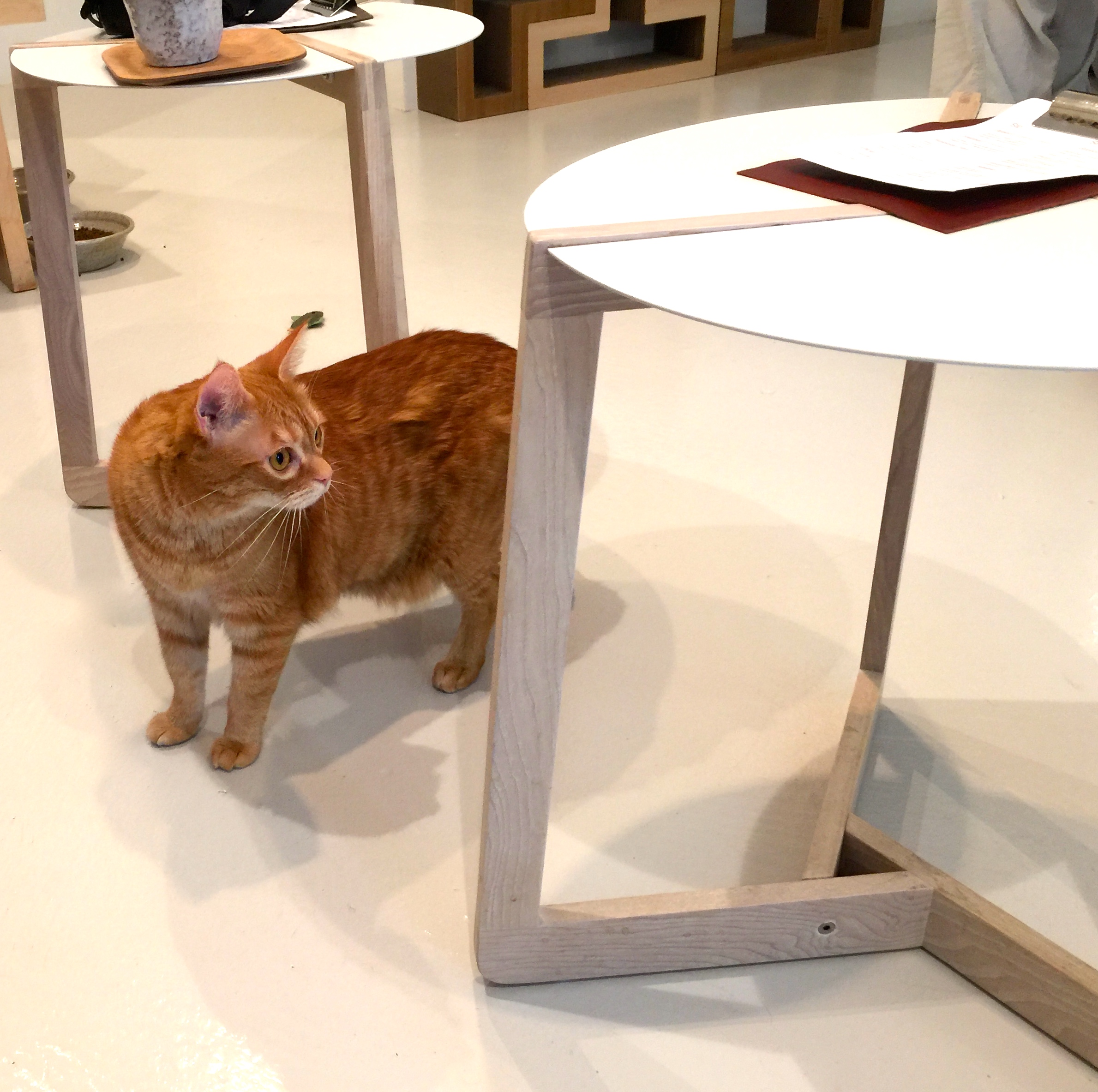 Kittea cat cafe is the first established cat cafe in the usa! KitTea Cat Cafe Review: A Look Inside San Francisco's ...