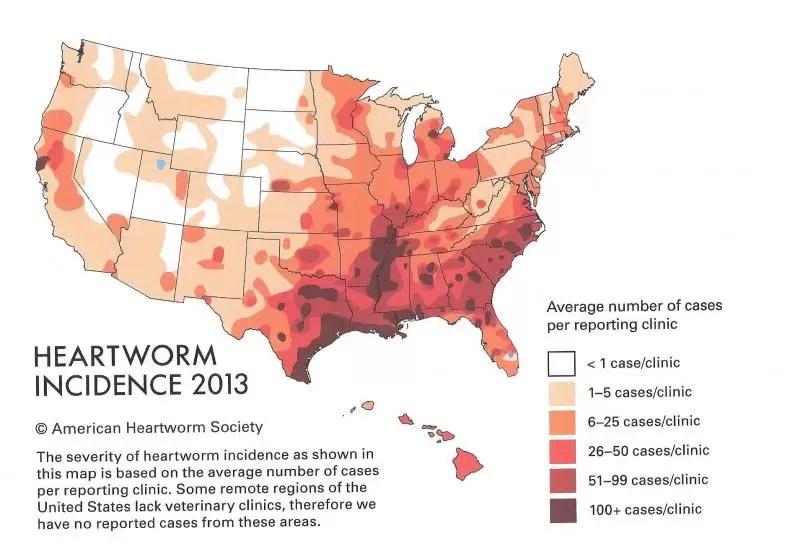 The Truth about Heartworm Prevention Advent Veterinary Services