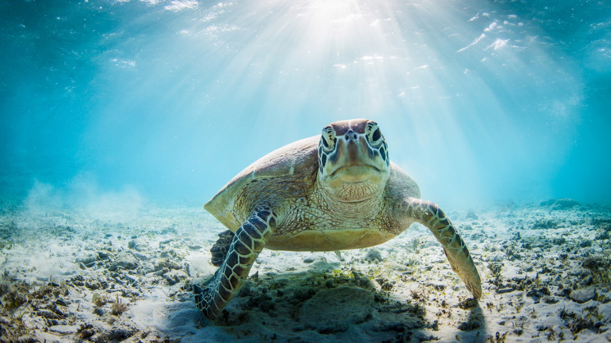 Happy world sea turtle day 2021 244839World turtle day