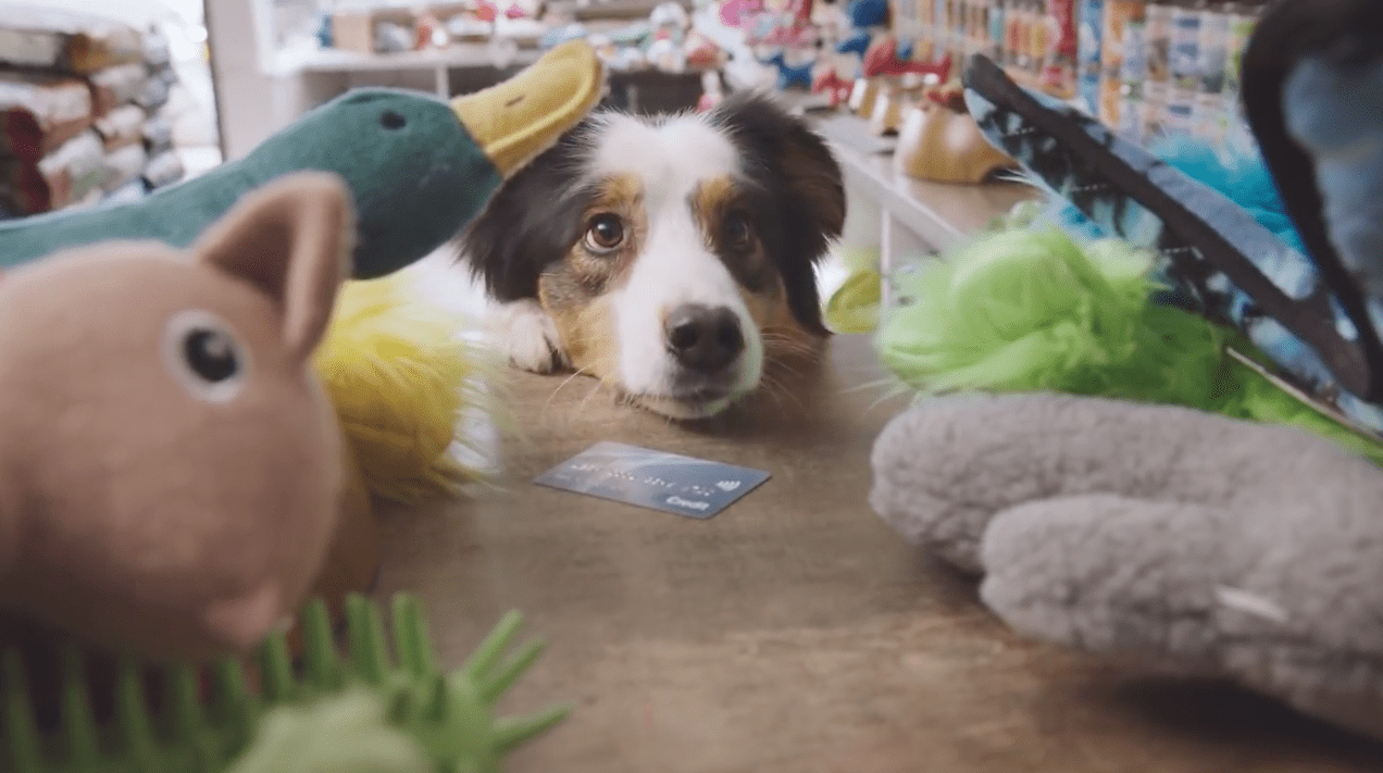 Canadian Banking Ad Asks, What If Dogs Had Their Own Debit Cards?