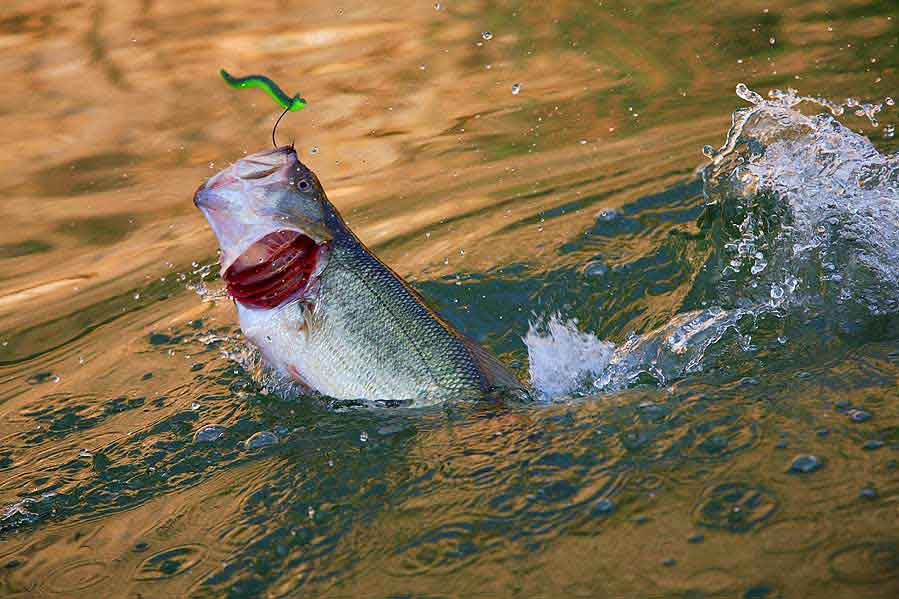 EL BLACK BASS AEBASS