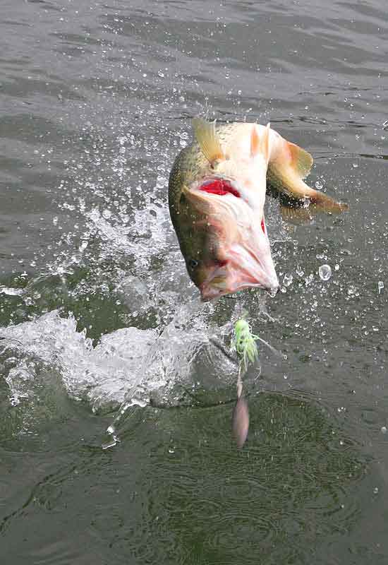 EL BLACK BASS AEBASS