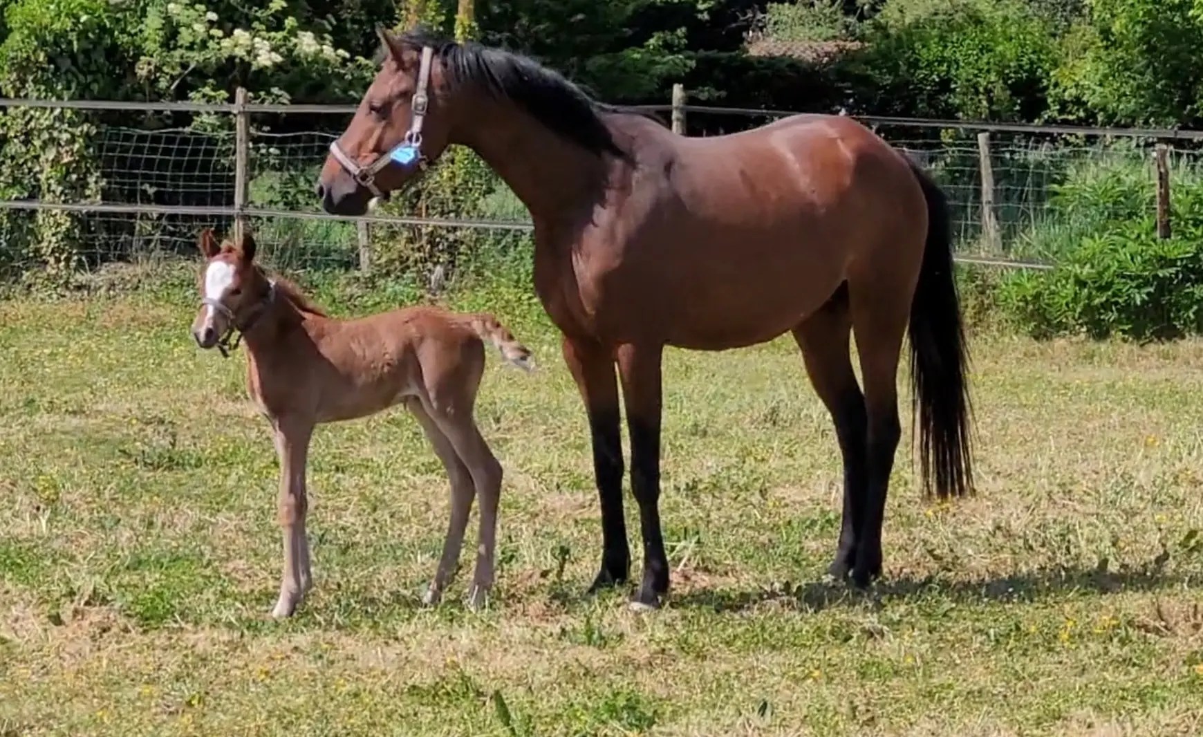 LEFEBVRE NATACHA aecvl