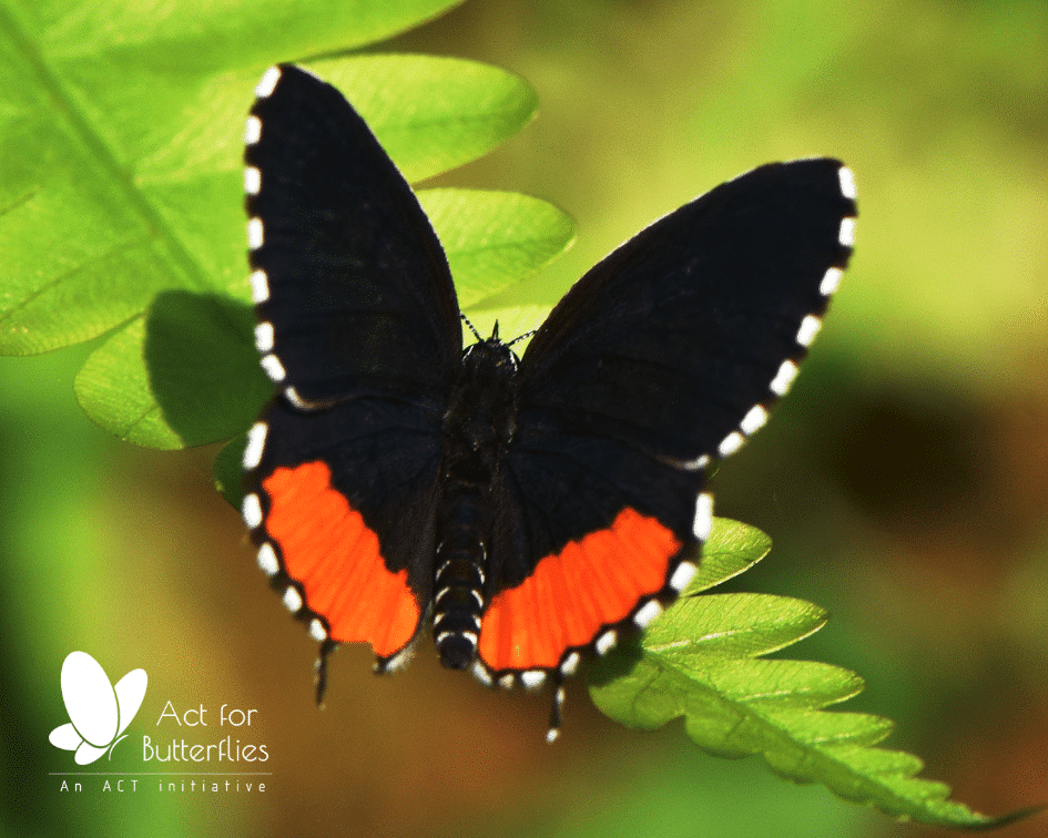 Butterfly Walk, as a part of Coimbatore Vizha 2019