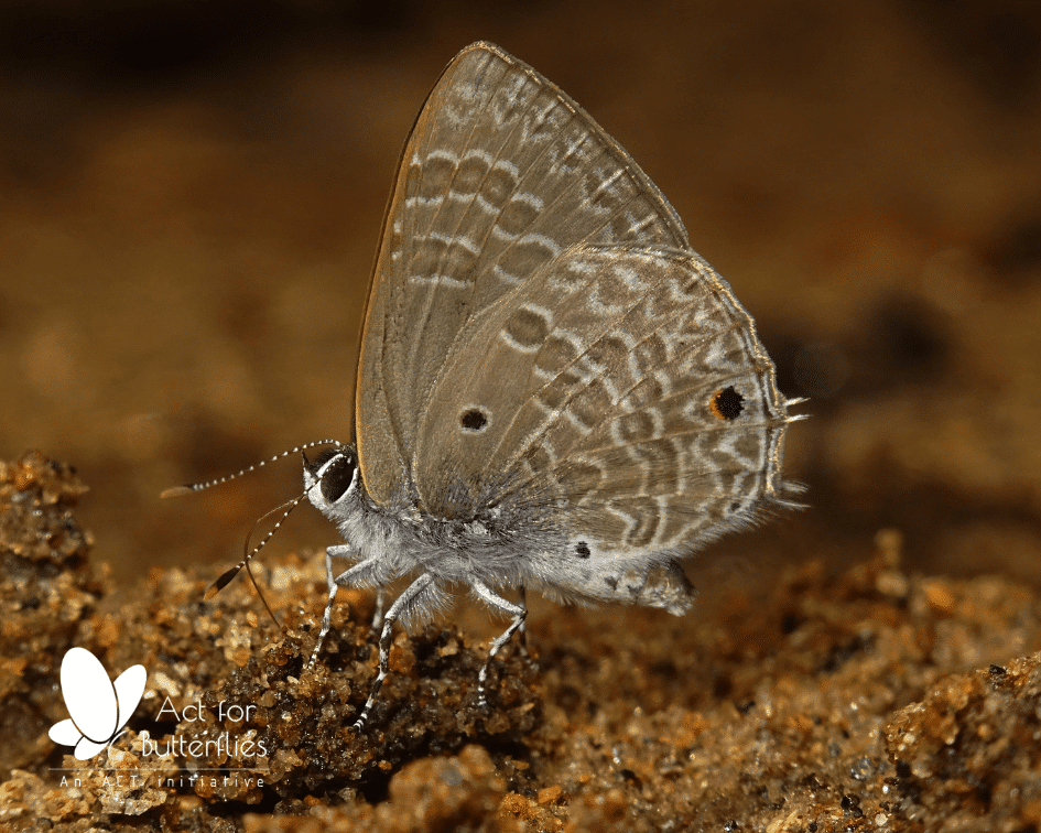 Butterfly Walk, as a part of Coimbatore Vizha 2019