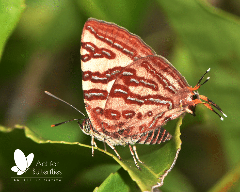 Butterfly Walk, as a part of Coimbatore Vizha 2019