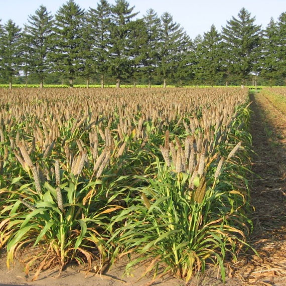Canadian Grain Pearl Millet Hybrid 90 AERC and Millet Seeds