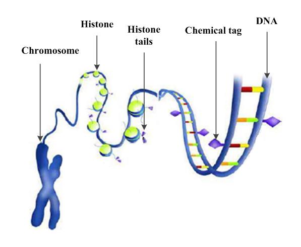 Hidden Genes Algorithm • Ossama Abdelkhalik • Iowa State University