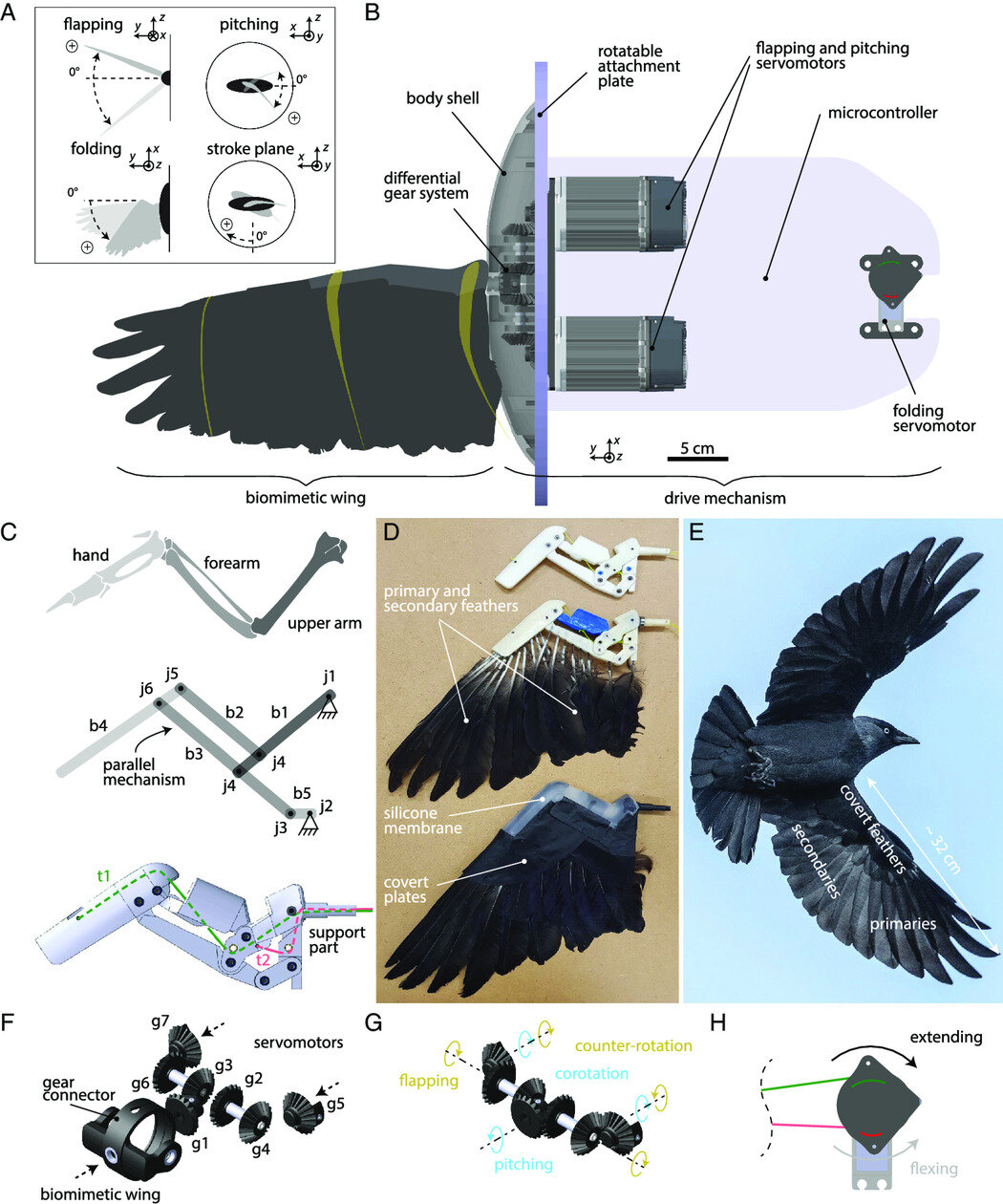 Robotic wing reveals secrets for increasing drone flight efficiency